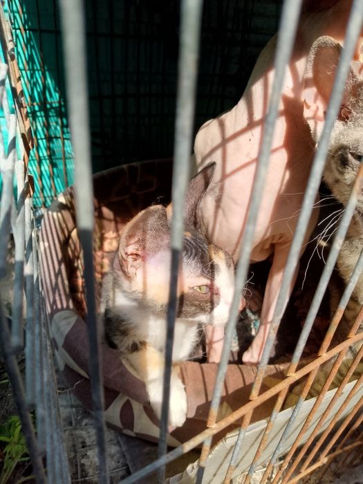 Продам котят  Сфинкс