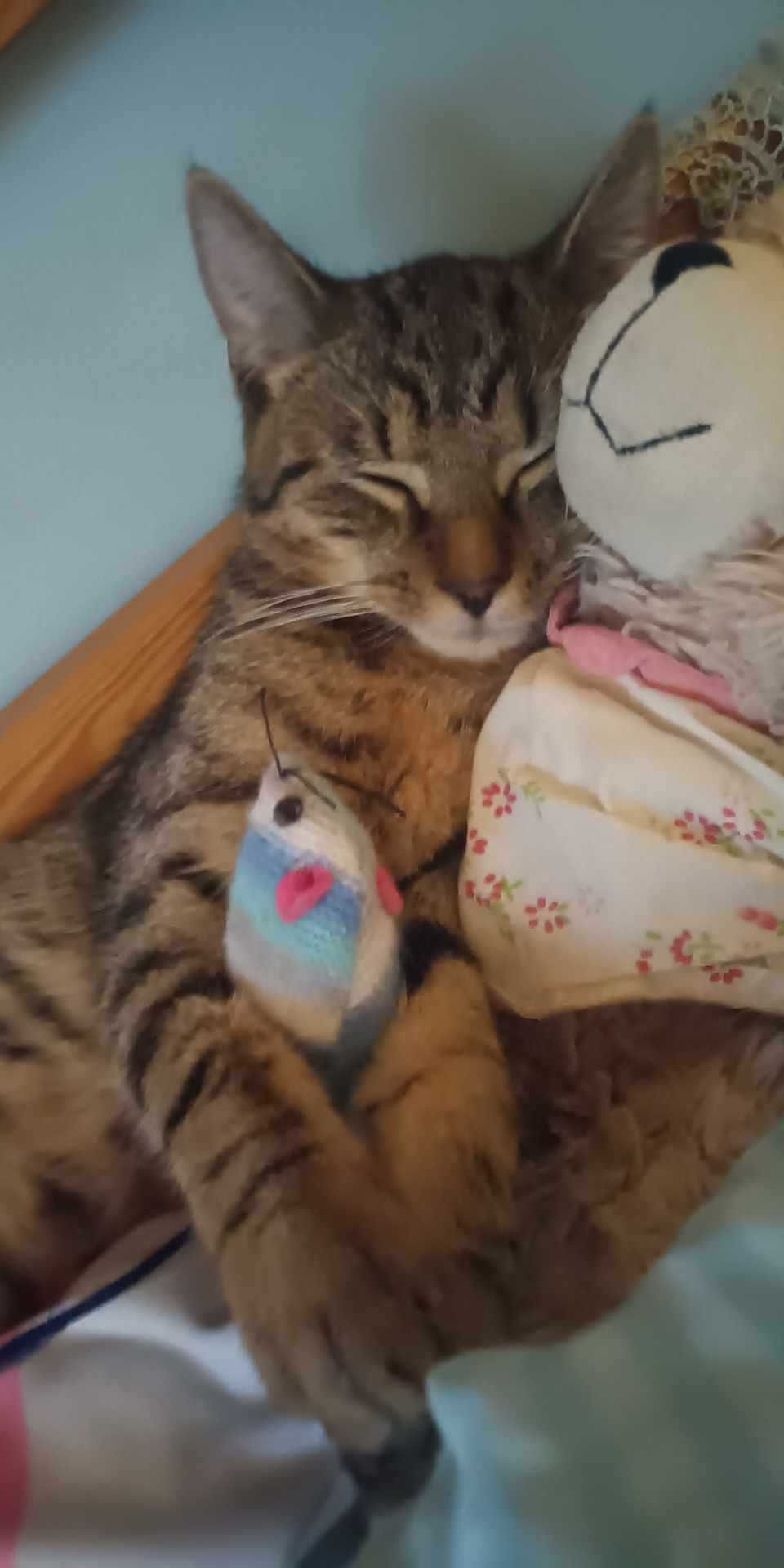 Do odpowiedzialnej adopcji poleca się roczny Krzyś