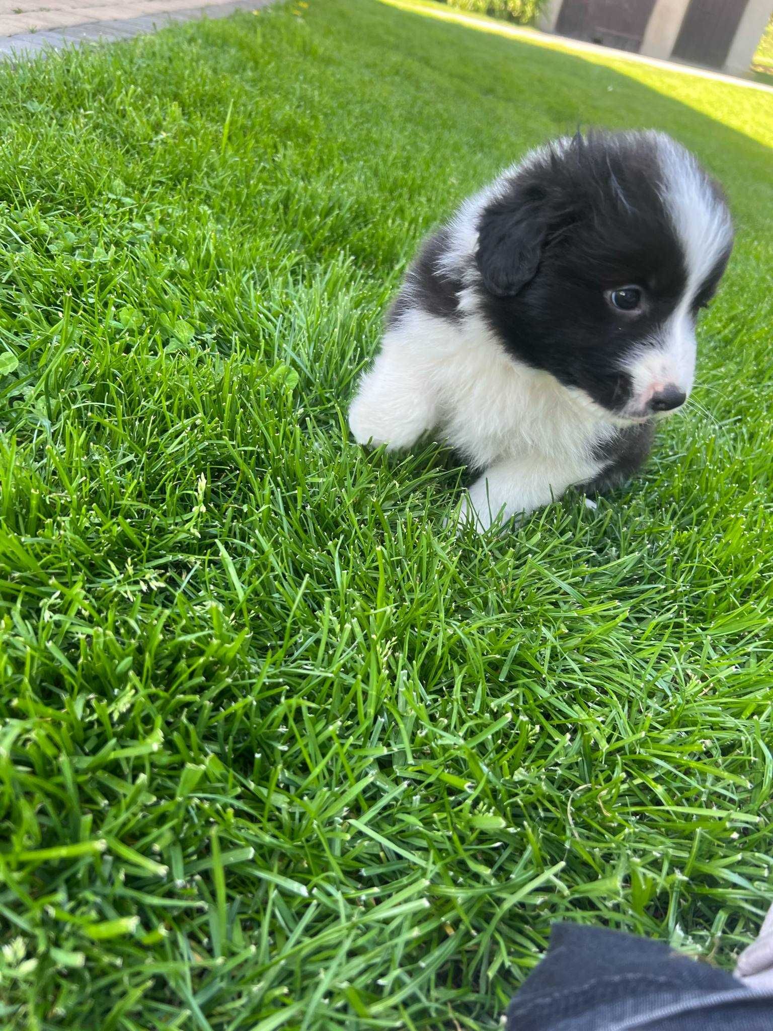 border collie suczka