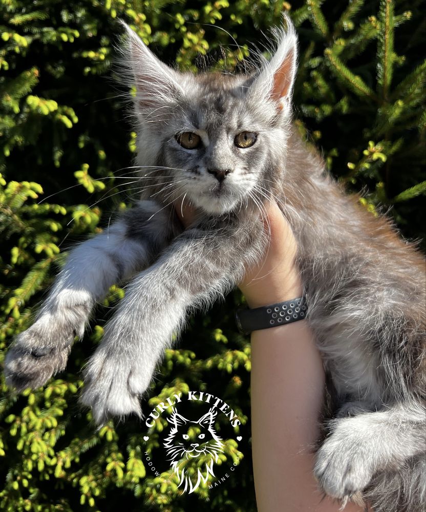 Kotka Maine Coon