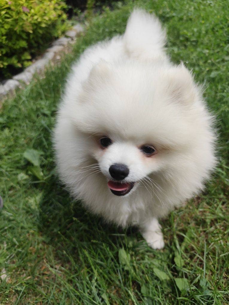 Szpic miniaturowy pomeranian, piesek