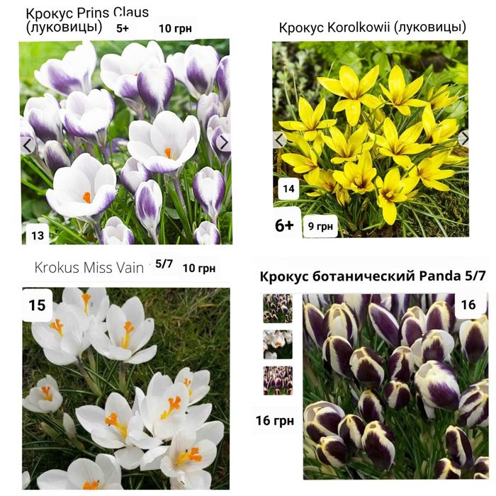 Крокуси великоквіткові і ботанічні Голандія