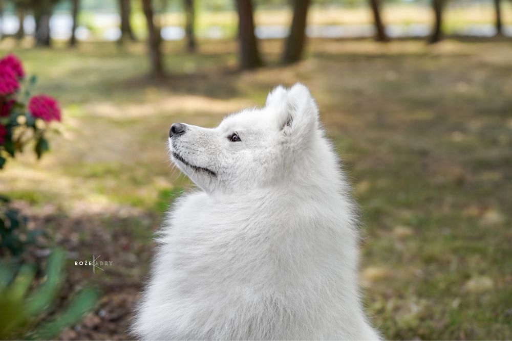 Samoyed samojed zkwp fci samiec piesek po championie