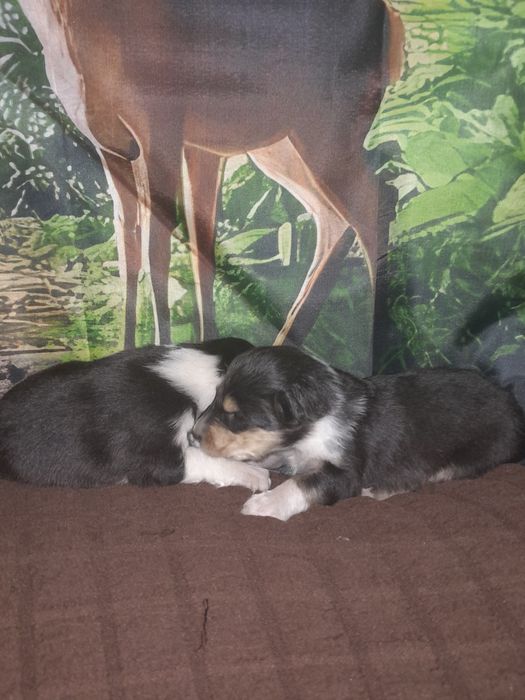 Колли с документами КСУ