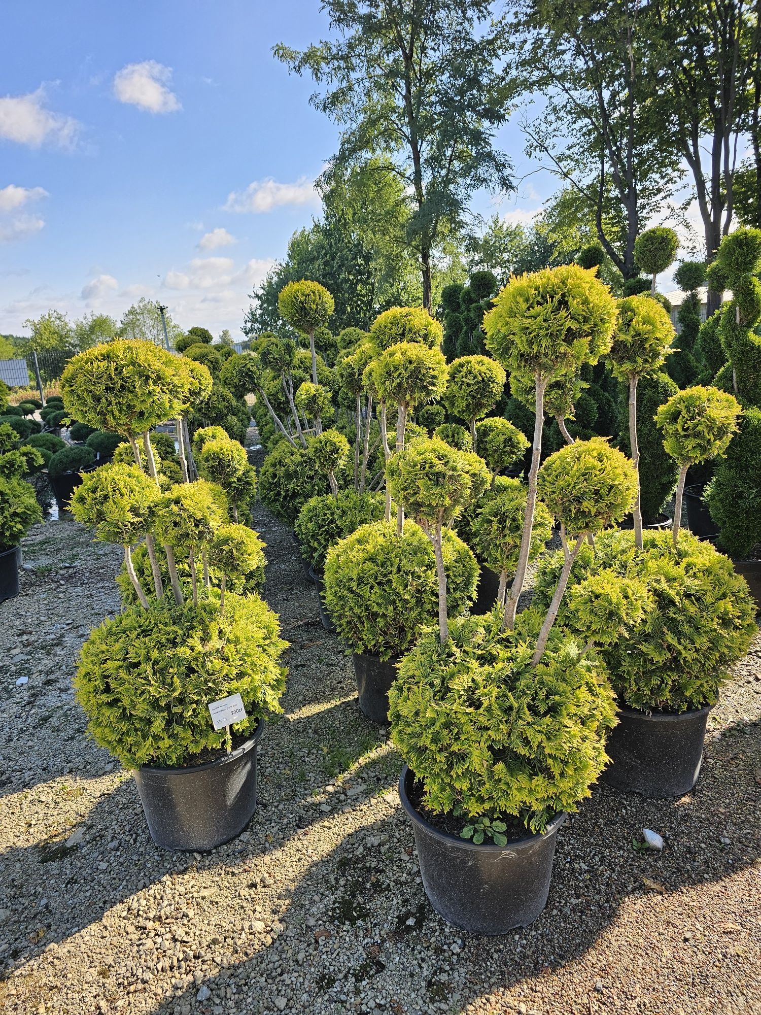 Bonsai, spirale, rośliny formowane.