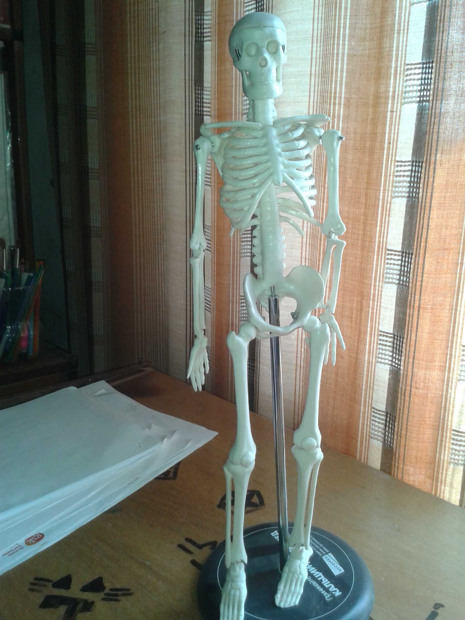 ЙОРИК модель скелета человека 45см учебн\сувенир НОВАЯ в уп-ке