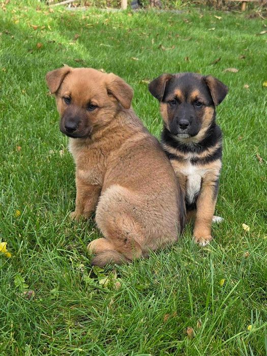 oodam za darmo psiaki