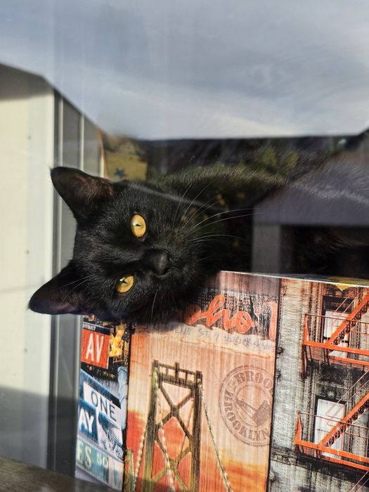 Готель для тварин перетримка зооготель