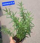 Rozmaryn,  Mięta cytrynowa,  Mięta pomarańczowa