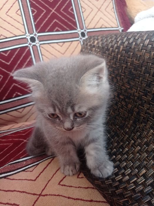 Шотландська киця