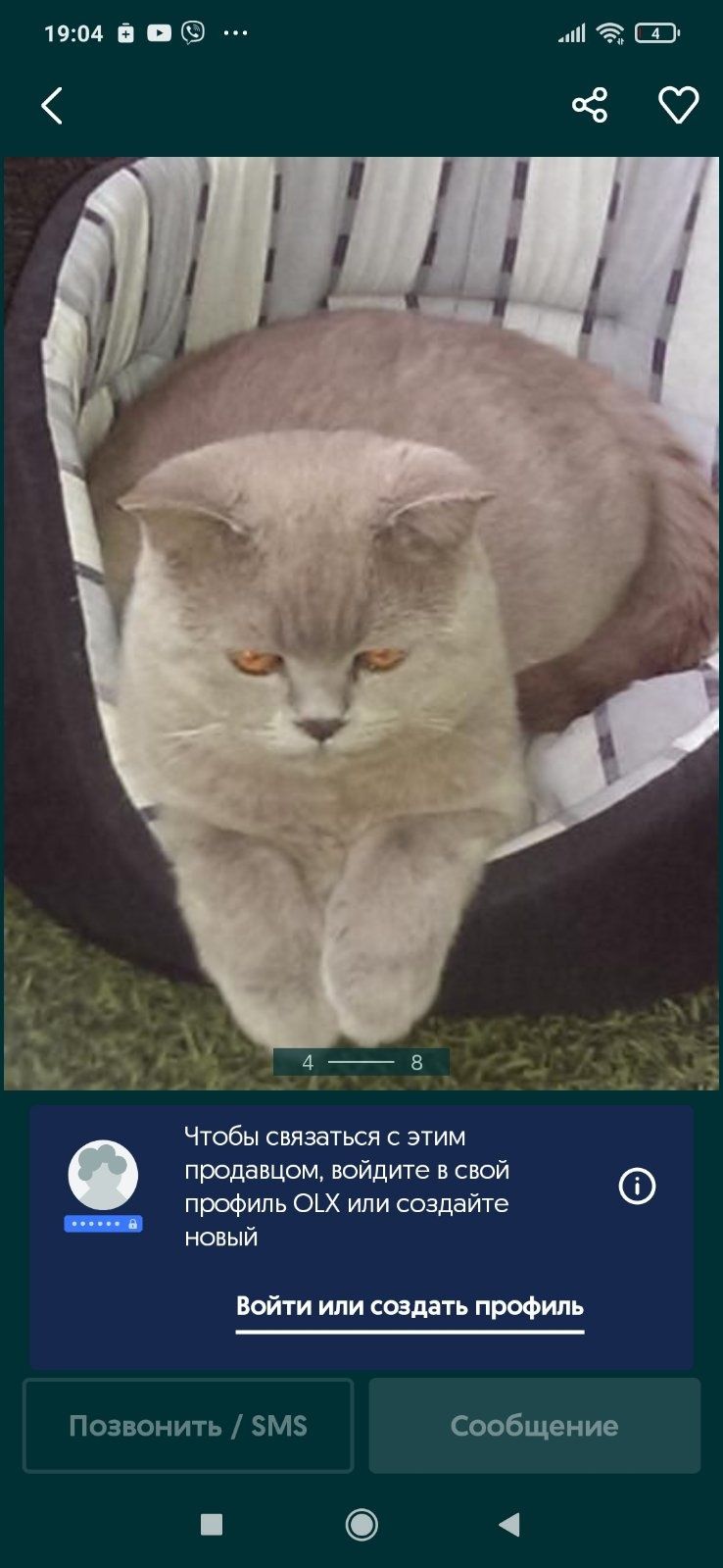 Кошенята шотландці