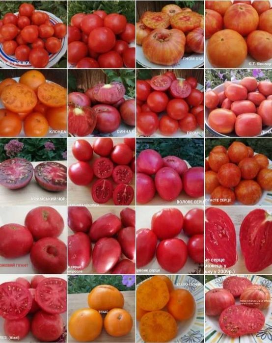 Помідори. Набір помідор.насіння помідор,домашние семена,семена помидор