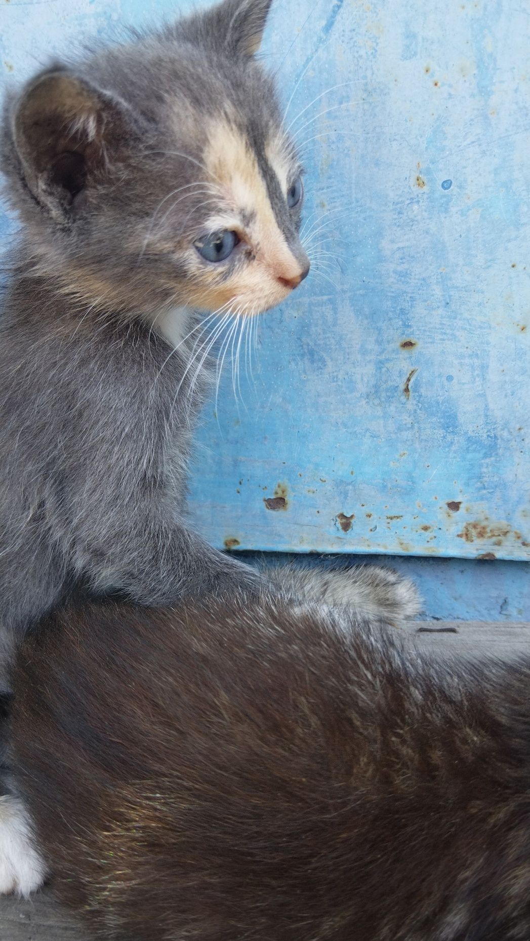 Котята бесплатно