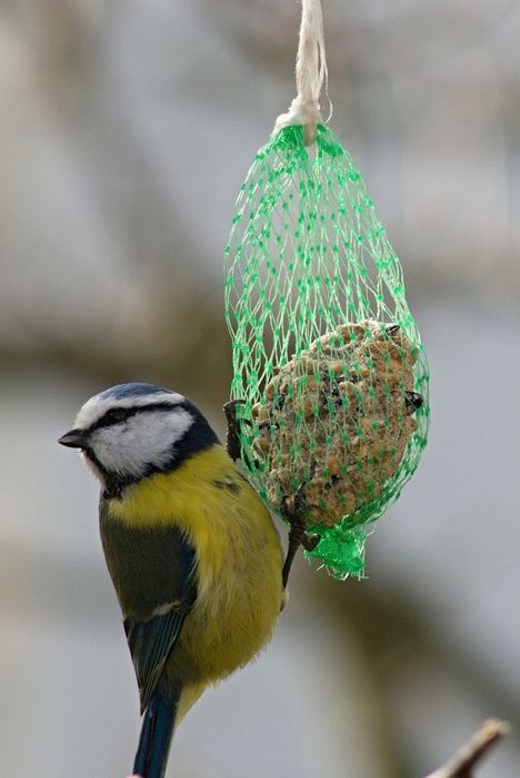 Kulki dla ptaków 220g