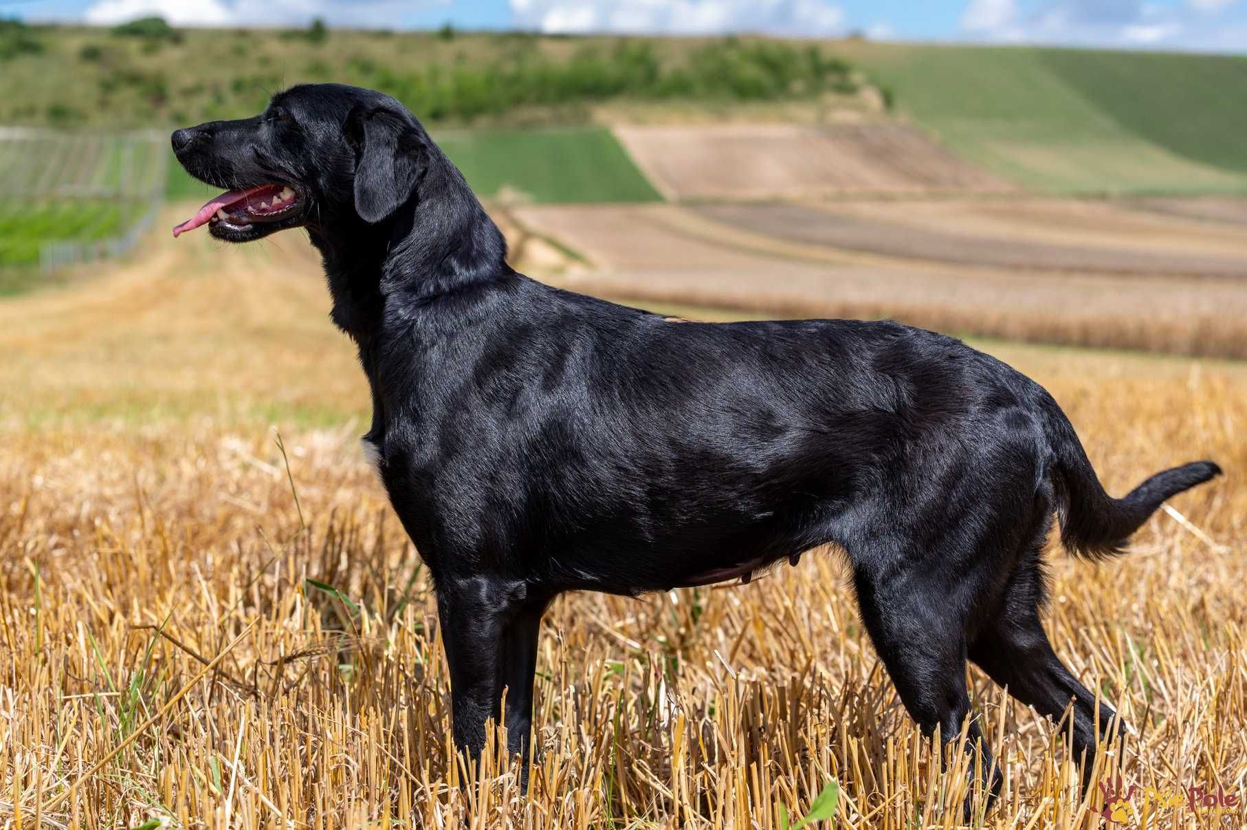 Bonnie - młoda, łagodna, kochana suczka jak labrador SCHRONISKO