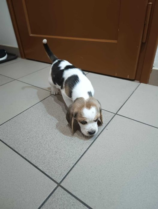 Szczeniak Beagle tricolor