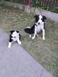 Border collie suczka szuka domu