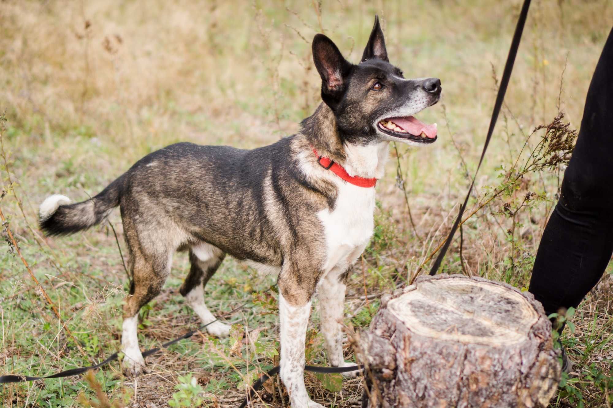 10 letni Salto do adopcji!