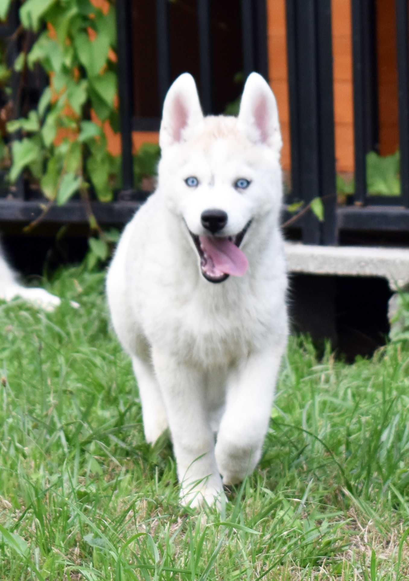 Siberian Husky, miła, spokojna i wesoła suczka, ZKwP / FCI