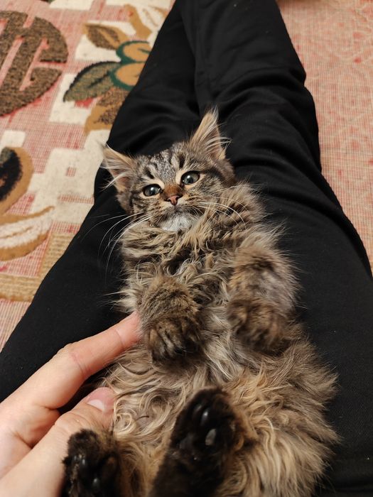 Віддам кошеня(вона)