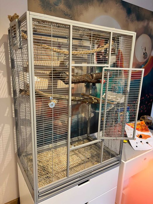 Papużki średnie senegalki