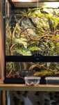 Terrarium ,Kameleon i akcesoria