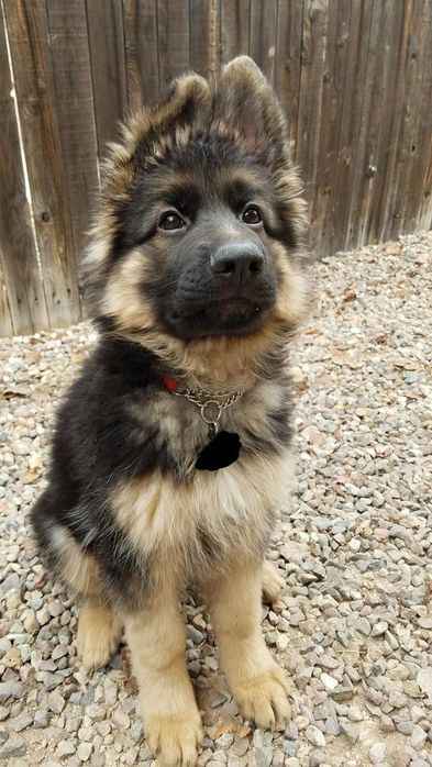 Щенки немецкой овчарки