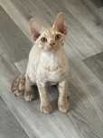 Zarezerwowany . Devon rex kocur gr krwi A