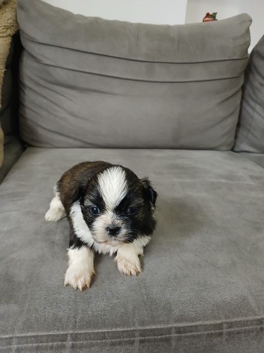 Shih tzu śliczny piesek