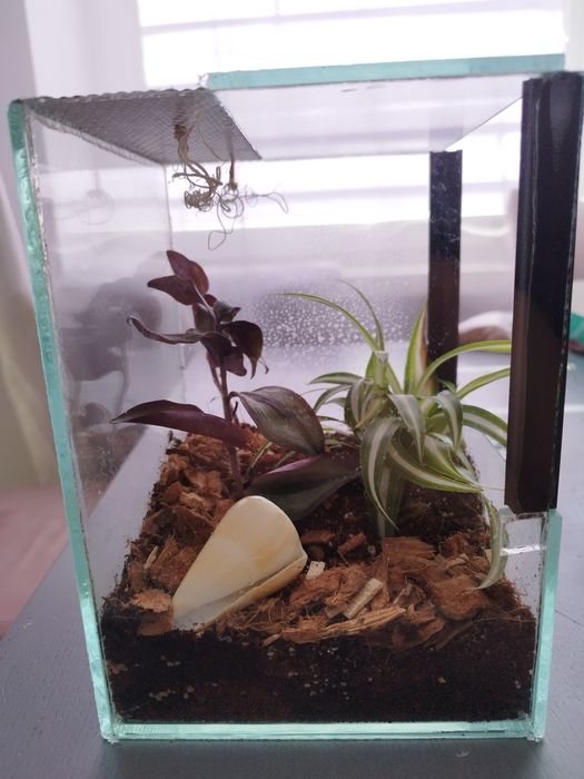 Terrarium tropikalne z wystrojem