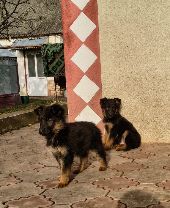 Цуценята німецької вівчарки