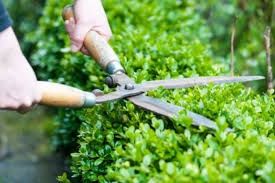 Manutenção de jardins e limpezas