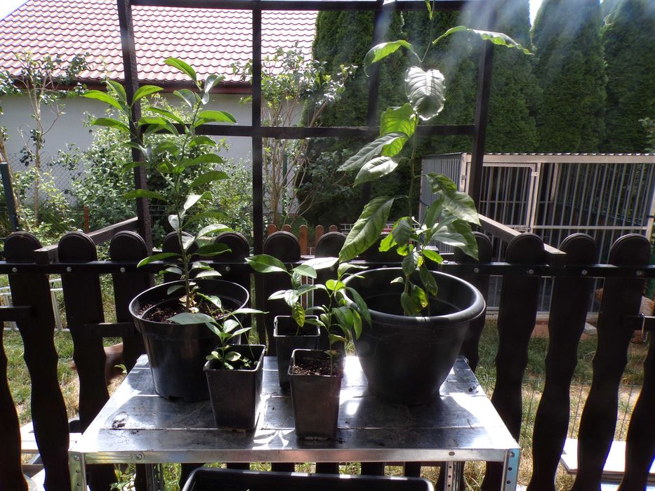Sadzonka cytryny w doniczce mango awokado