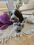 Dziewczynka Cocker Spaniel Angielski