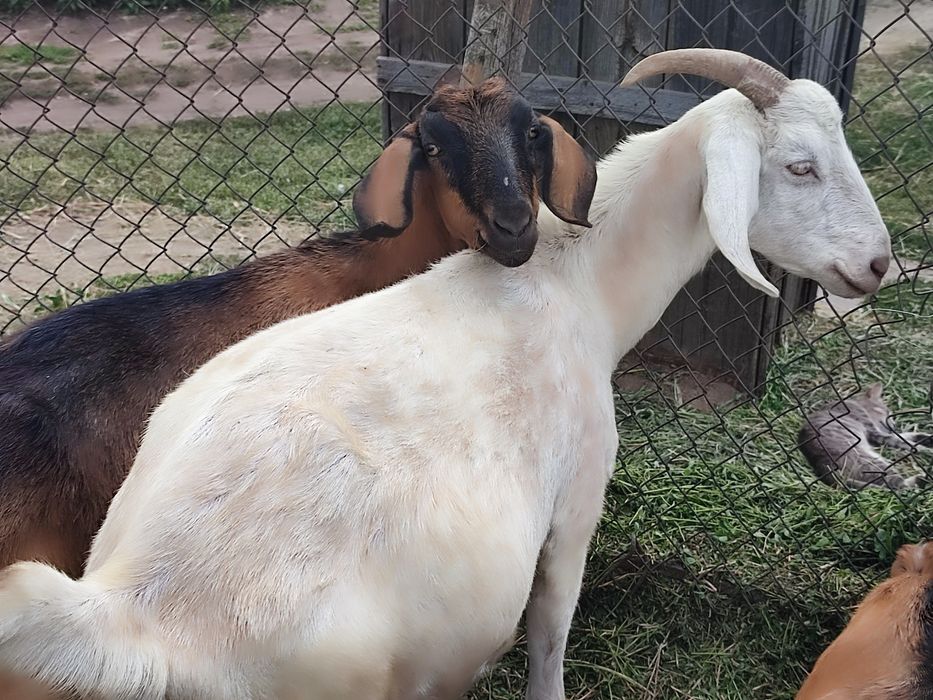 Продається стадо англонубійських кіз .