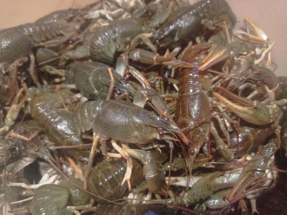 Живі річкові раки