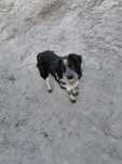 Piesek do adopcji