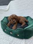 Cavapoo F1 GOTOWY DO ODBIORU pudel toy, cavalier