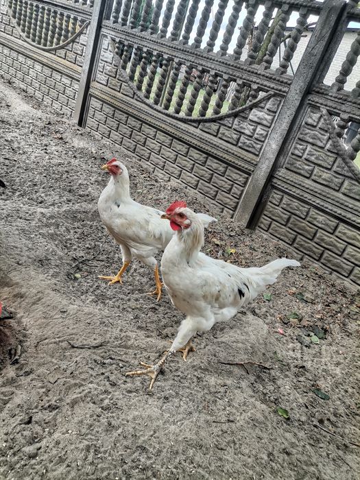 Sprzedam 2 koguty 4 miesięczne