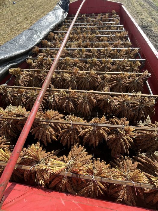 Proso senegalskie 5kg nowe zbiory