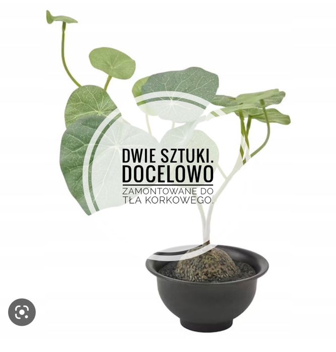 Gotowe terrarium jednoroczne