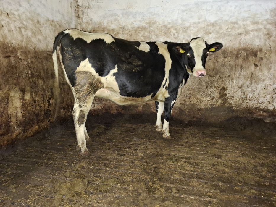 Jałowki wysokocielne wycielenie 07.11.2025. i 08.12.2025.