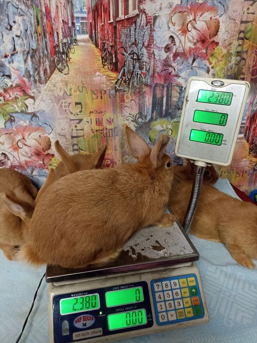 Кролик, кролики, кролі, бургундія