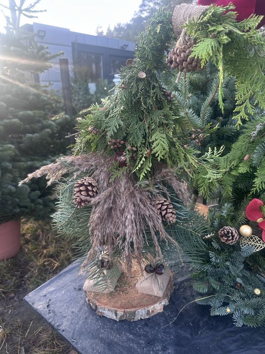 Sprzedaż choinek cietych, doniczkowych, na malym pniu!