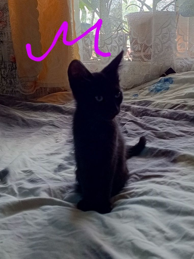Отдам бесплатно котят