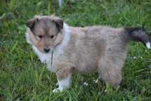 Owczarek szkocki długowłosy collie (ZKwP/FCI)