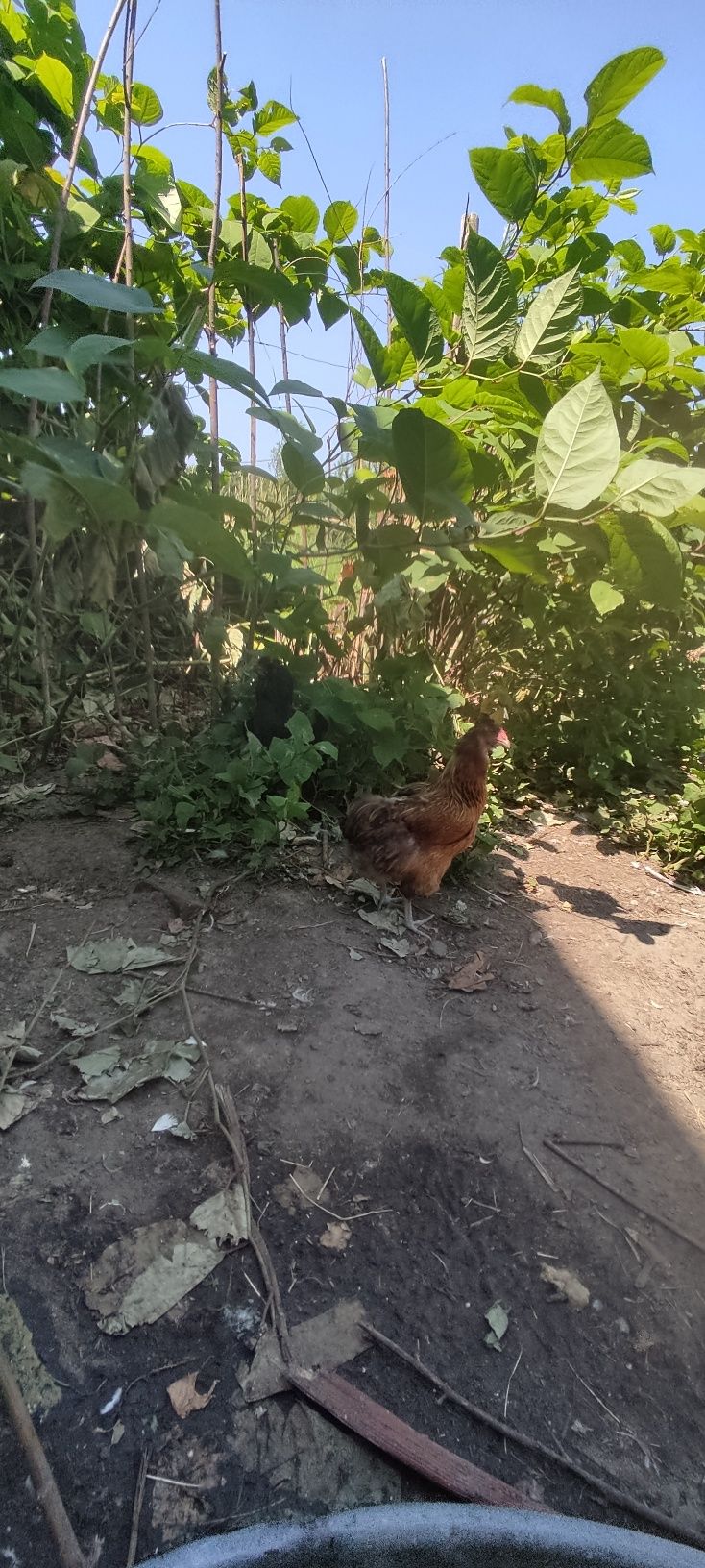 Sprzedam kury araucana