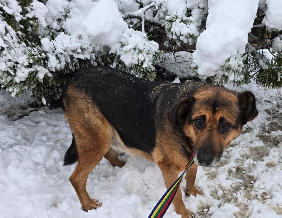 Sunia -  lek na całe zło