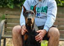 Doberman FCI samiec