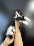 Scottish Fold Bicolor